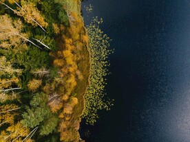 航拍湖边树林风景