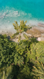 椰子树海景