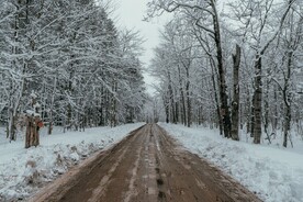 大雪覆盖的林中道路
