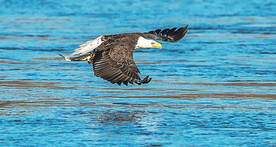 白头海雕图