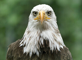 白头海雕图