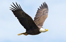 白头海雕图
