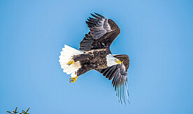 白头海雕图