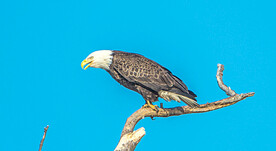 鹰谱之雕鹫鵟鹰