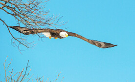 白头海雕图