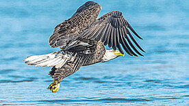 白头海雕图