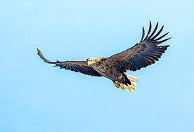 白尾海雕图