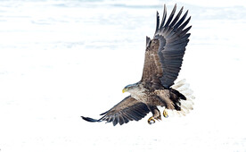 白尾海雕图