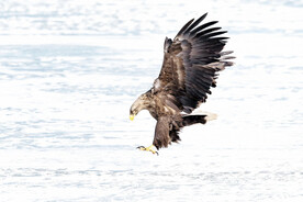 白尾海雕图