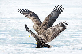 白尾海雕图