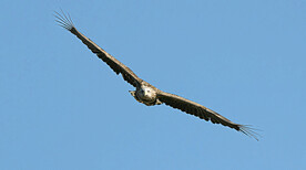 动物 大猛禽 飞鸟 白尾海雕 