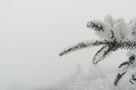 白雪覆盖的圣诞树枝