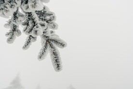 白雪覆盖的圣诞树枝