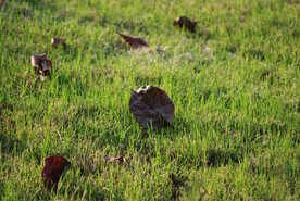 草地落叶