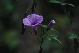 大牵牛花