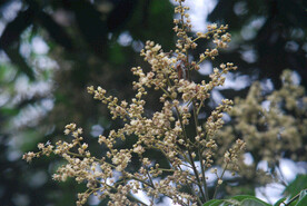 龙眼树花
