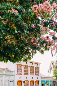 花丛下的彩色房子