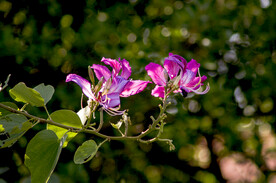 紫荆
