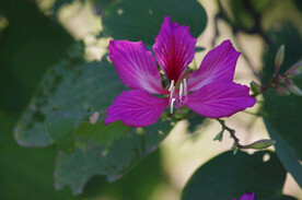 紫荆