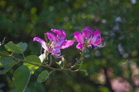 紫荆花