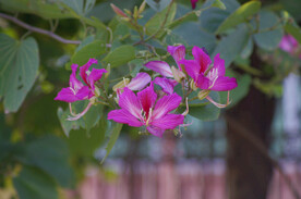紫荆花树