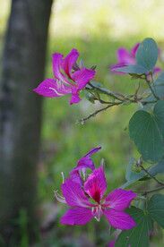 紫荆花