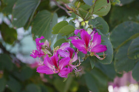 紫荆