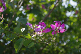 紫荆花树木