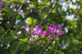 紫荆花