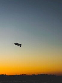 霞光中的飞鸟