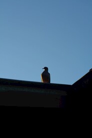 屋顶的小鸟剪影