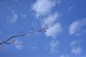 蓝天白云紫荆花