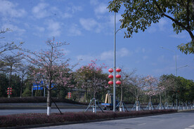 紫荆花城市道路