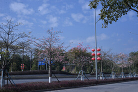 紫荆道路城市天空