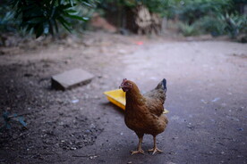 农村土鸡