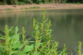 野菠菜杂草