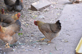 农家鸡