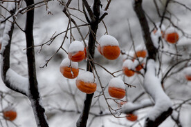 雪裹柿子