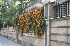 石墙庭院凌霄花