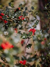 欧洲冬青红浆果