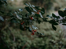 冬青红浆果