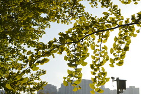 夕阳下的银杏树叶