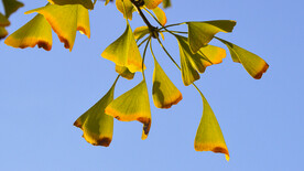 金黄的银杏树叶