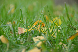 青青草地黄叶微距摄影