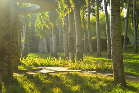 夕阳下绿色树林