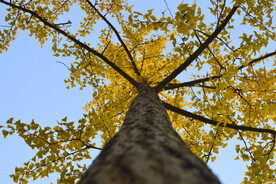 仰看秋天银杏树