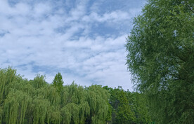 蓝天下绿色树木