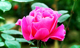 玫瑰芬芳