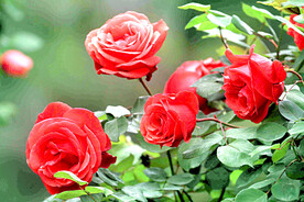 玫瑰芬芳