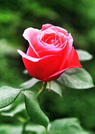玫瑰芬芳